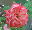 valynedelcu@yahoo.com peisaje0065