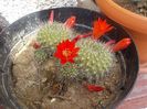 rebutia krainziana