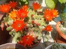 mammillaria vetula gracillis