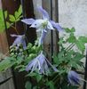 clematis iun (6)