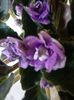 Floare violeta 8