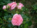 les quatre saisons(pink swany)ADR , Meilland