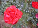 red intuition nr.60