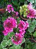 Firewoks Bicolor