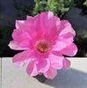 Echinopsis Lorenza
