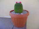 Mammillaria polythele cv. Stachellos