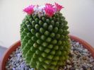 Mammillaria polythele cv. Stachellos