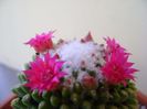 Mammillaria polythele cv. Stachellos