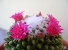 Mammillaria polythele cv. Stachellos