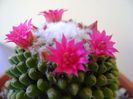 Mammillaria polythele cv. Stachellos