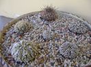 Grup de 6 cactusi