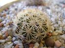 Coryphantha echinus, SB377 Val Verde Co, TX