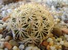 Coryphantha echinus, SB377 Val Verde Co, TX