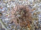 Eriosyce islayensis