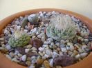 Grup de 3 cactusi