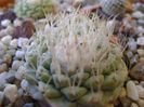 Strombocactus disciformis