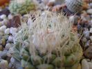Strombocactus disciformis