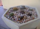 Grup de 6 cactusi
