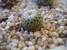 Turbinicarpus pseudopectinatus v. rubriflorus, MZ 736 Dr. Arroyo, NL