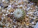 Turbinicarpus pseudopectinatus v. rubriflorus, MZ 736 Dr. Arroyo, NL