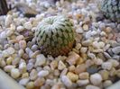 Turbinicarpus pseudopectinatus v. rubriflorus, MZ 736 Dr. Arroyo, NL