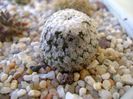 Turbinicarpus valdezianus, MM 96 Tecolotes, Zacatecas