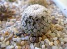 Turbinicarpus valdezianus, MM 96 Tecolotes, Zacatecas