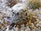 Turbinicarpus valdezianus, MM 96 Tecolotes, Zacatecas
