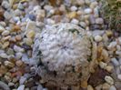 Turbinicarpus valdezianus, MM 96 Tecolotes, Zacatecas
