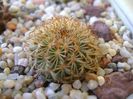 Turbinicarpus ysabelae