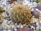 Turbinicarpus ysabelae