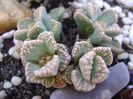 Titanopsis calcarea