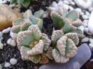 Titanopsis calcarea