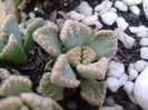 Titanopsis calcarea