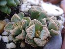 Titanopsis calcarea