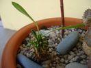Euphorbia x japonica
