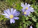 Anemone Blue Shades (2017, April 14)