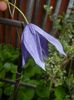 Clematis Pamela Jackman (2017, Apr.16)