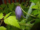 Clematis Pamela Jackman (2017, Apr.20)