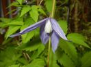 Clematis Pamela Jackman (2017, Apr.29)