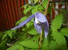 Clematis Pamela Jackman (2017, May 02)