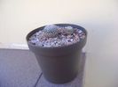 Turbinicarpus pseudopectinatus v. rubriflorus