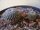 Turbinicarpus pseudopectinatus v. rubriflorus