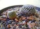 Turbinicarpus pseudopectinatus v. rubriflorus