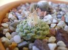 Strombocactus disciformis ssp. jarmillae, Vizarron, Mx.