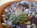 Strombocactus disciformis ssp. jarmillae, Vizarron, Mx.