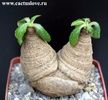 Euphorbia ecklonii