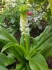 Eucomis