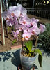 orhidee valynedelcu@yahoo.com 0116