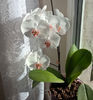 orhidee valynedelcu@yahoo.com 0113
